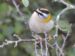 1-Roitelet triple-bandeau | Regulus ignicapilla | Common Firecrest